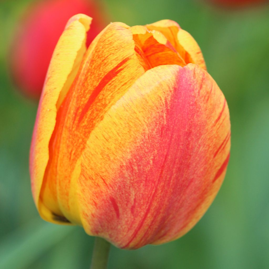 Späte Einfache Tulpe Rhapsody of Smiles