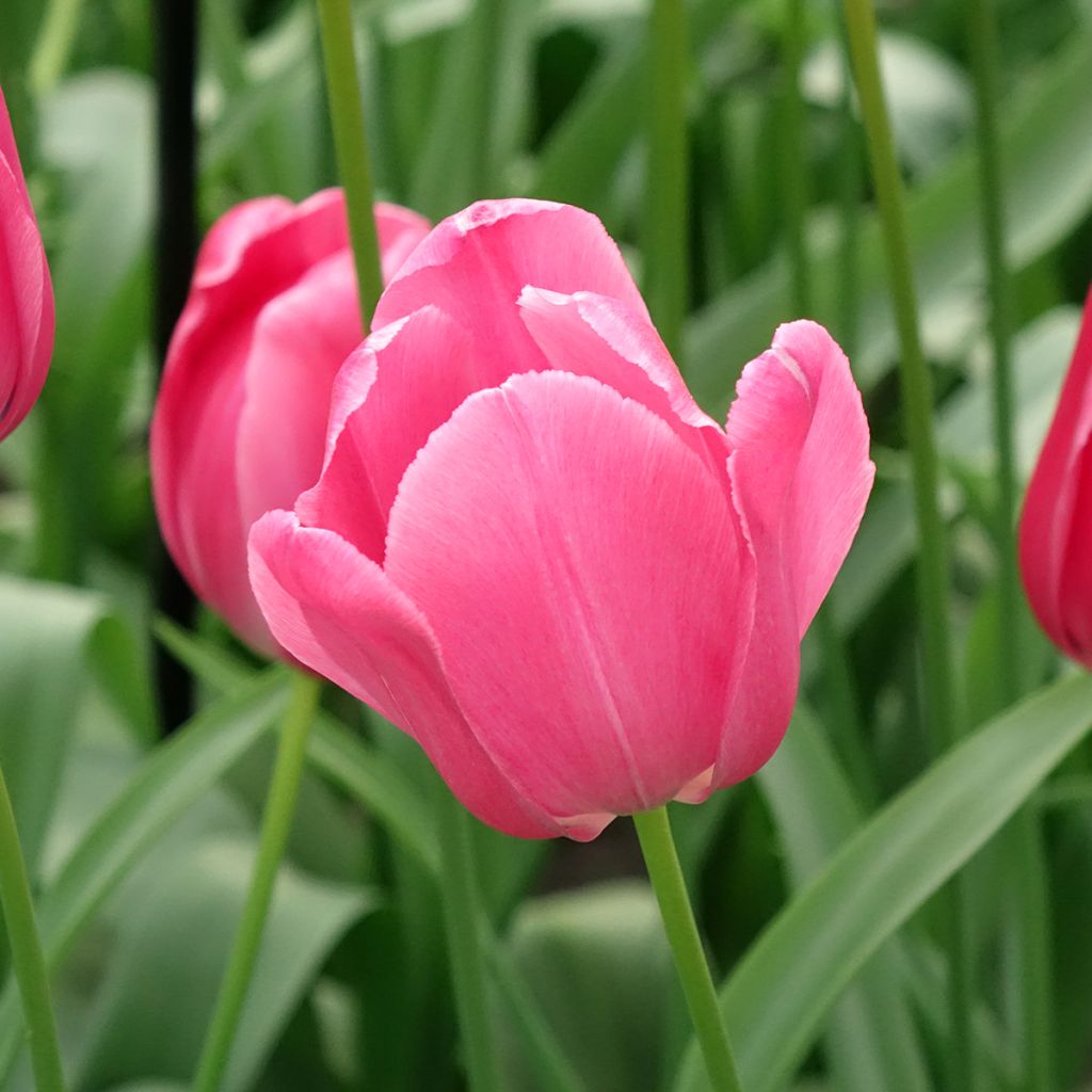 Späte Einfache Tulpe Yosemite