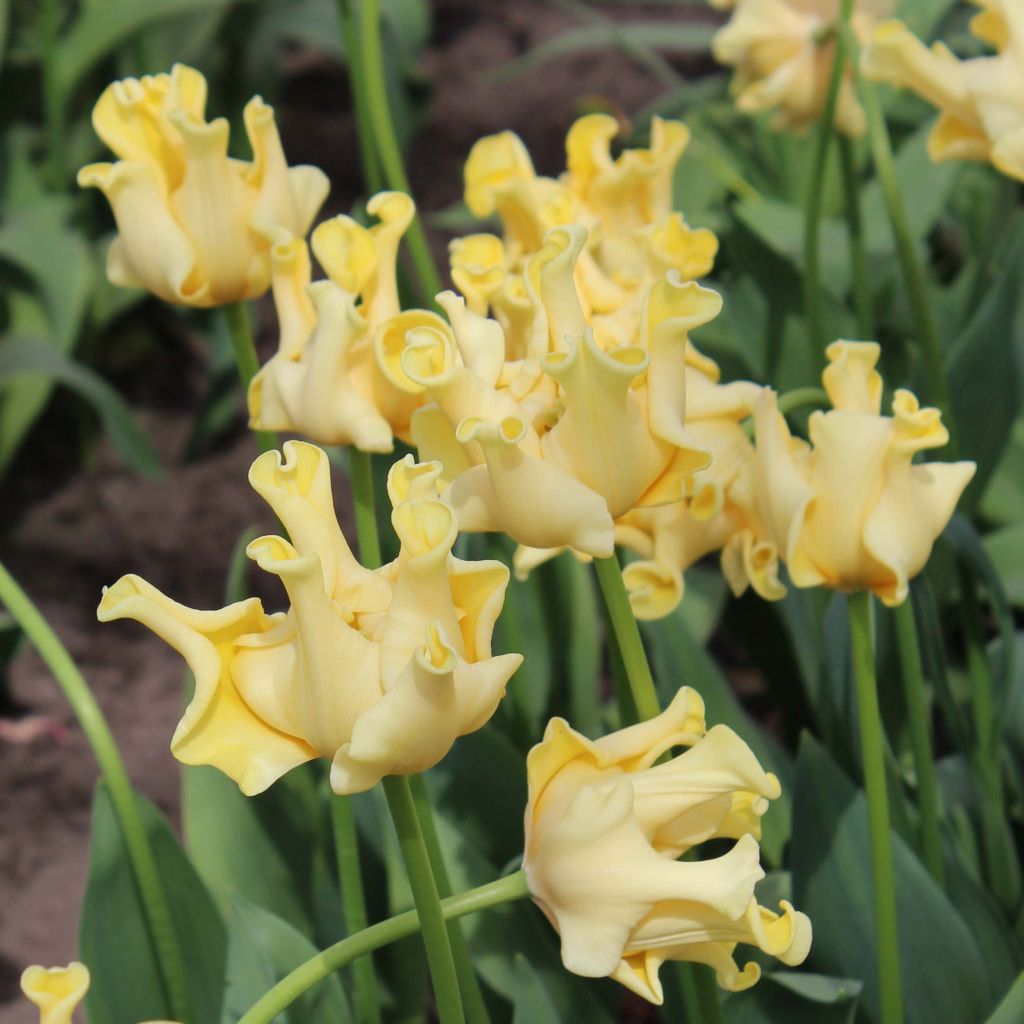 Triumph-Tulpe Yellow Crown