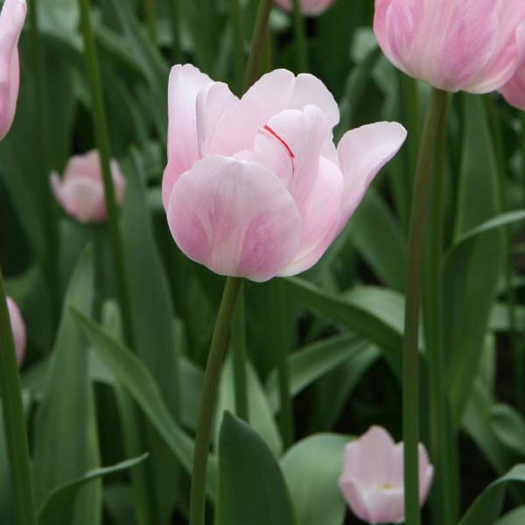 Tulipe Bright Pink Lady