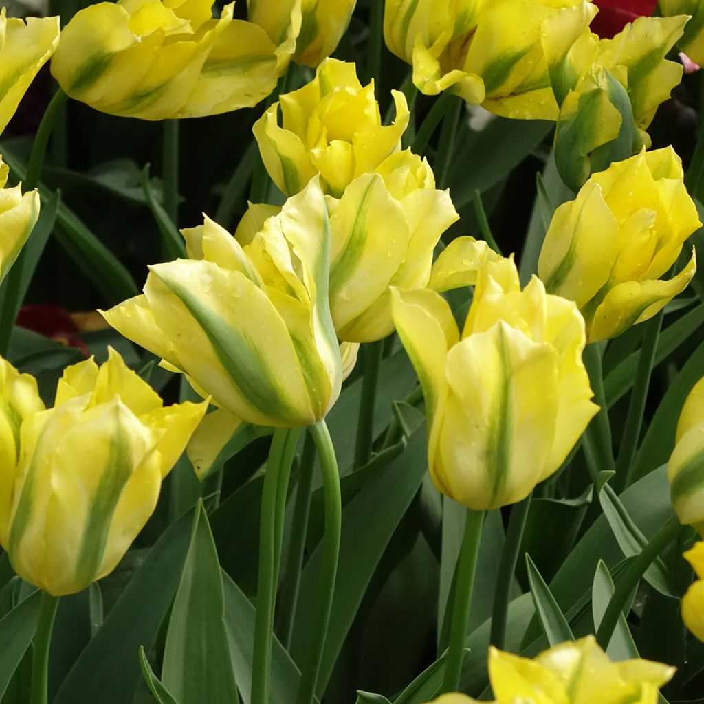 Viridiflora-Tulpe Yellow Spring Green