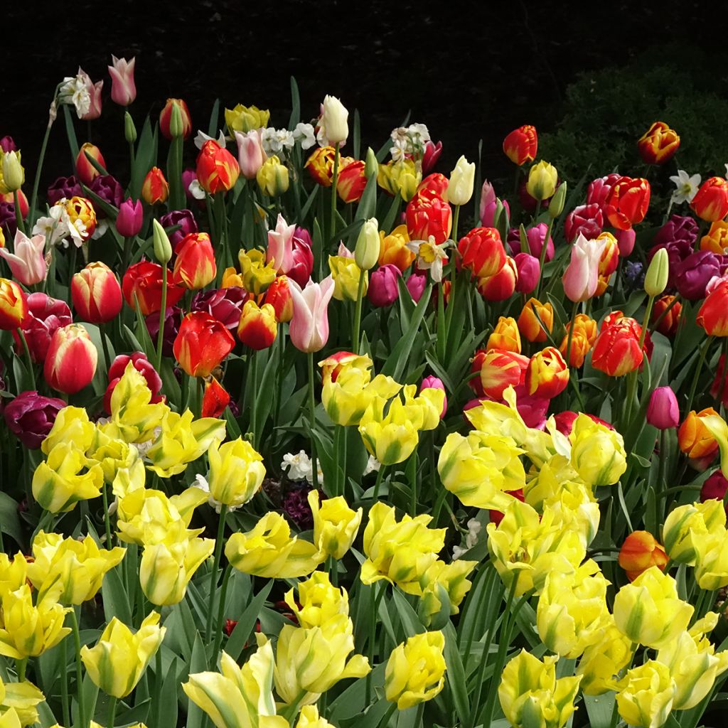 Viridiflora-Tulpe Yellow Spring Green