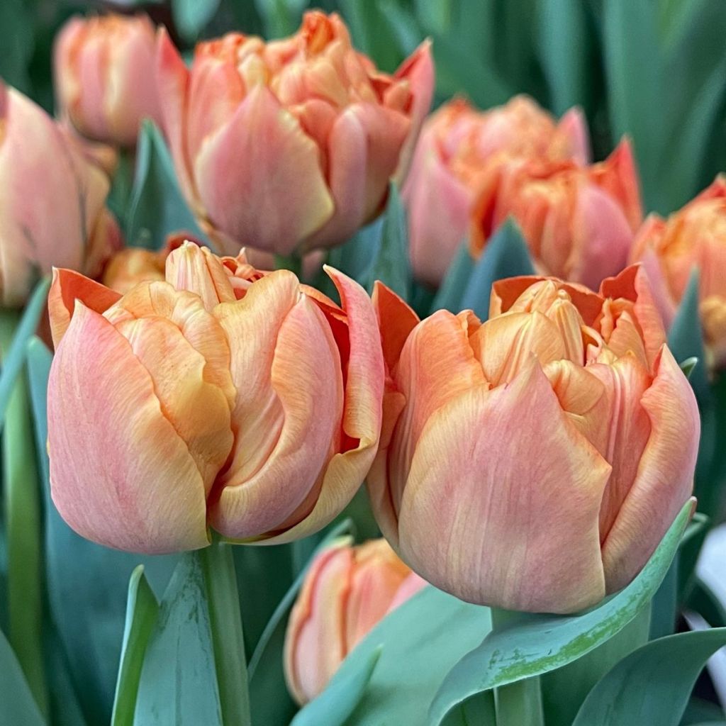 Frühe Gefüllte Tulpe Valdivia