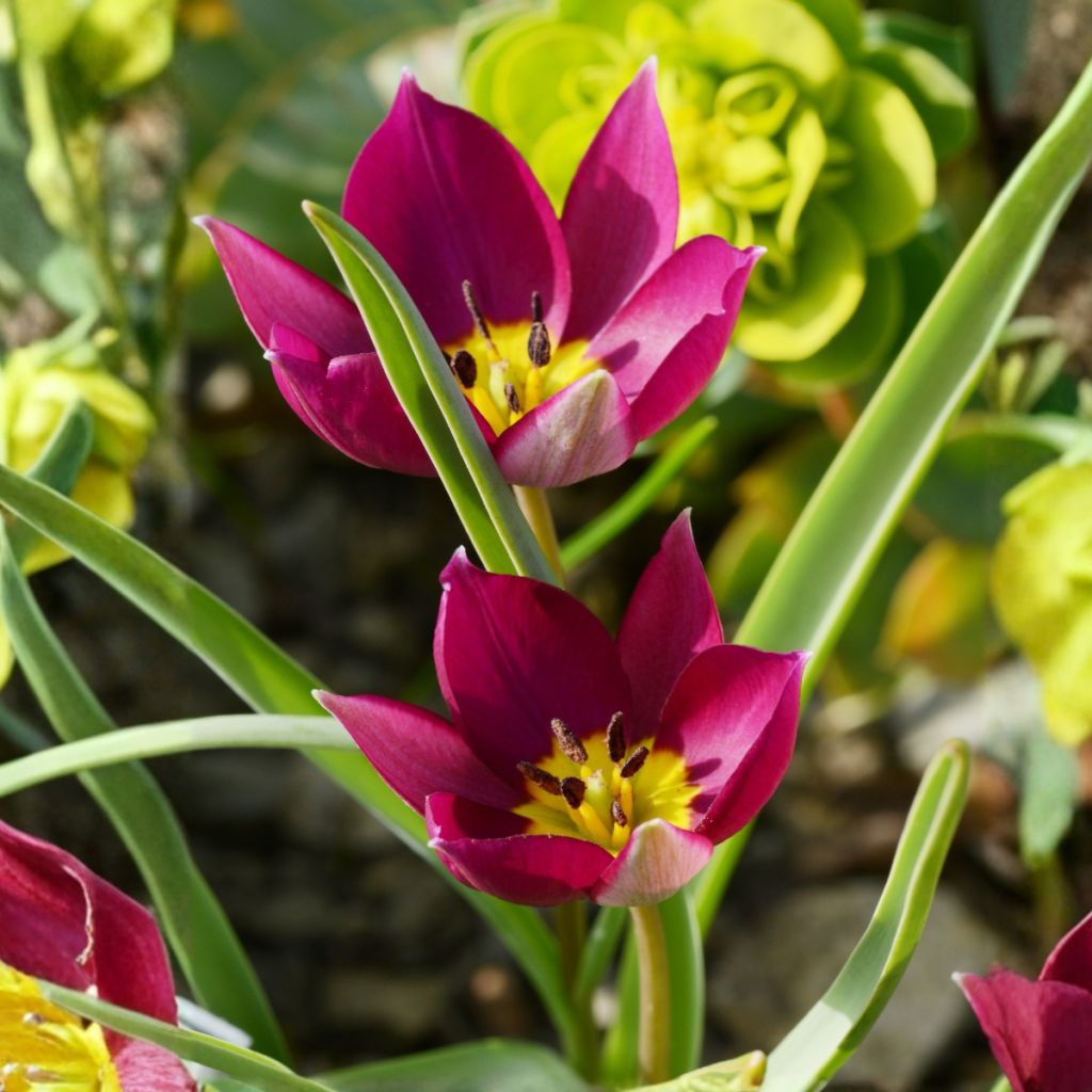 Tulipa humilis Odalisque - Niedrige Tulpe