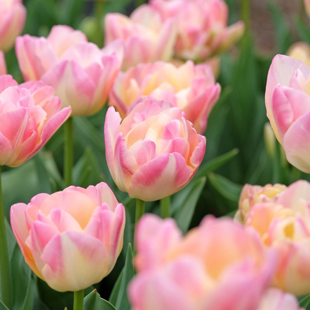 Späte Gefüllte Tulpe Crème Up Star