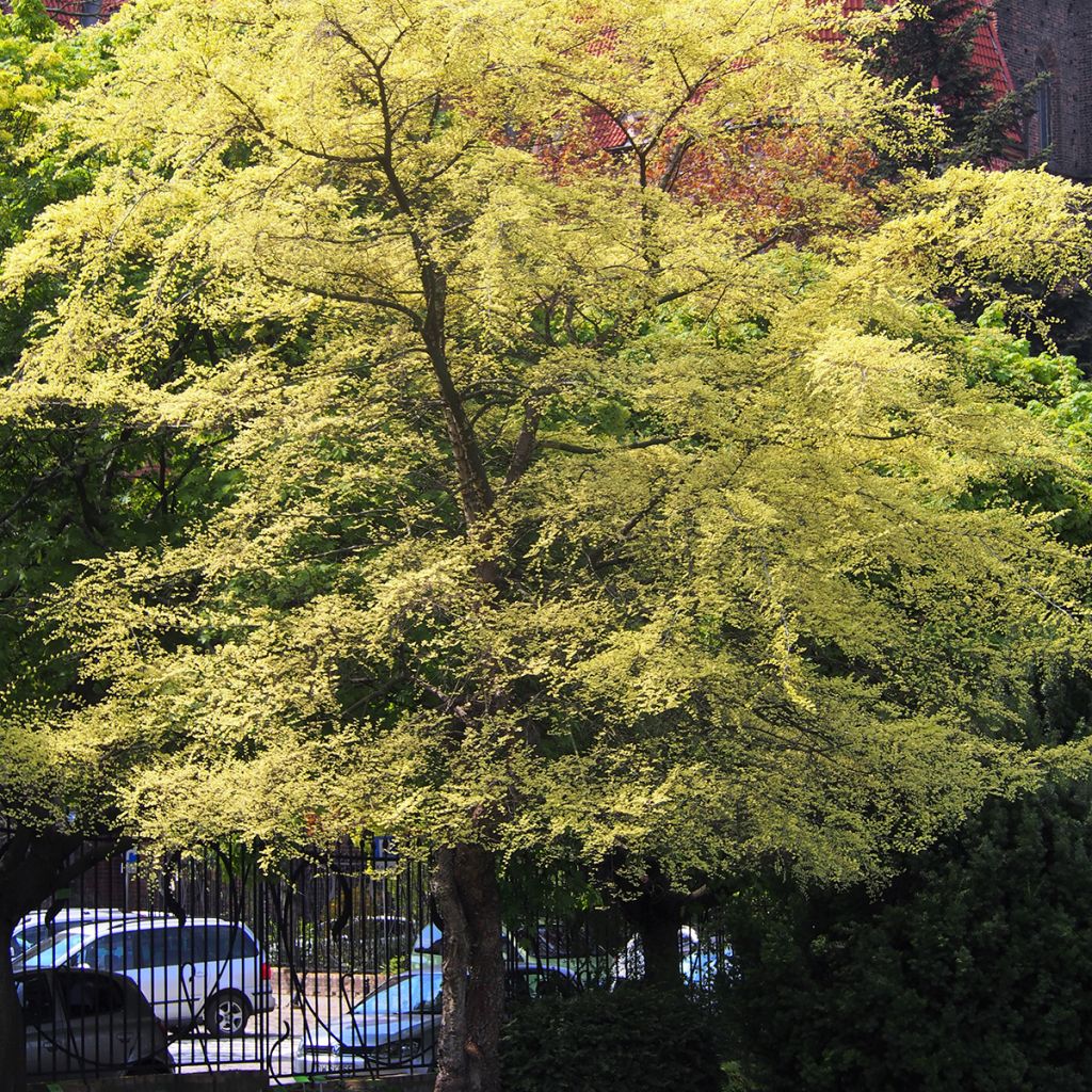 Chinesische Ulme Geisha - Ulmus parvifolia