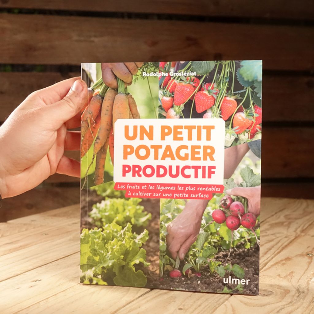 Un petit potager productif