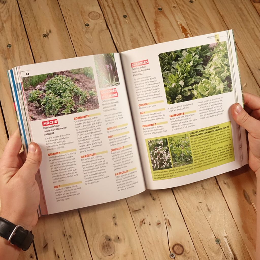 Un petit potager productif