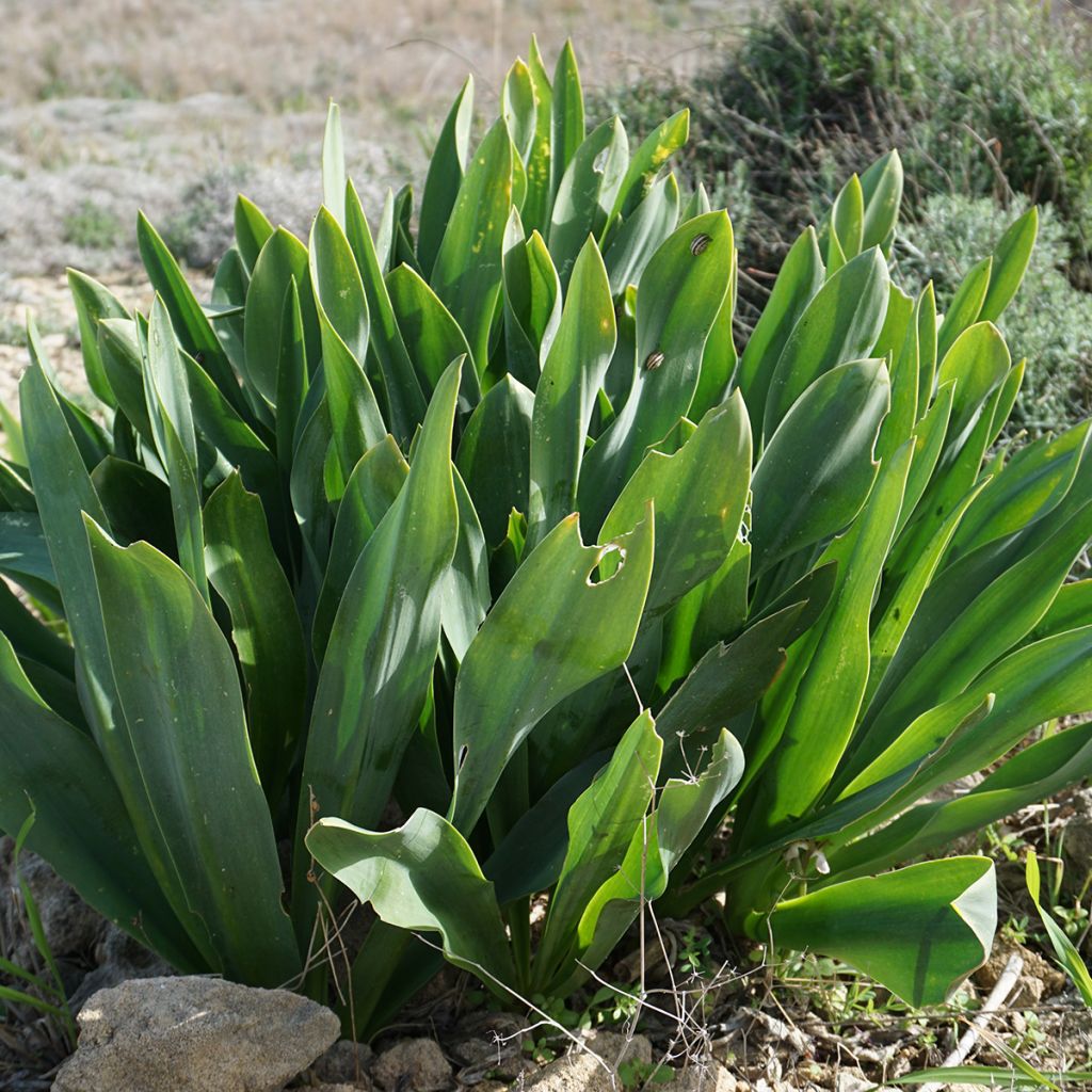 Meerzwiebel - Urginea maritima