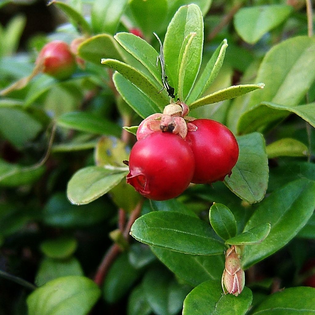 Cranberry - Vaccinium macrocarpon