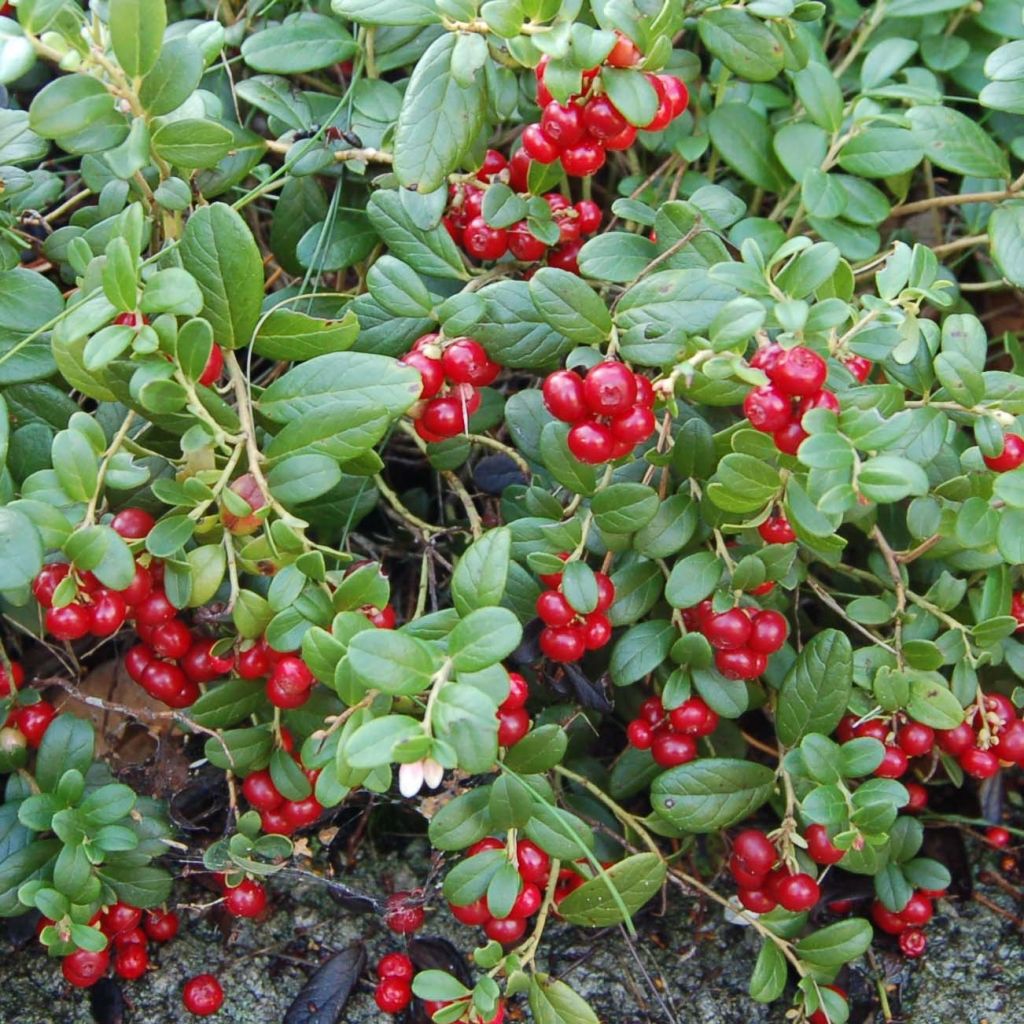 Preiselbeere Bio - Vaccinium vitis idaea