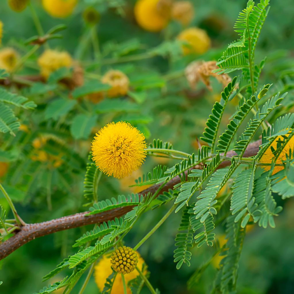 Süße Akazie - Vachellia farnesiana