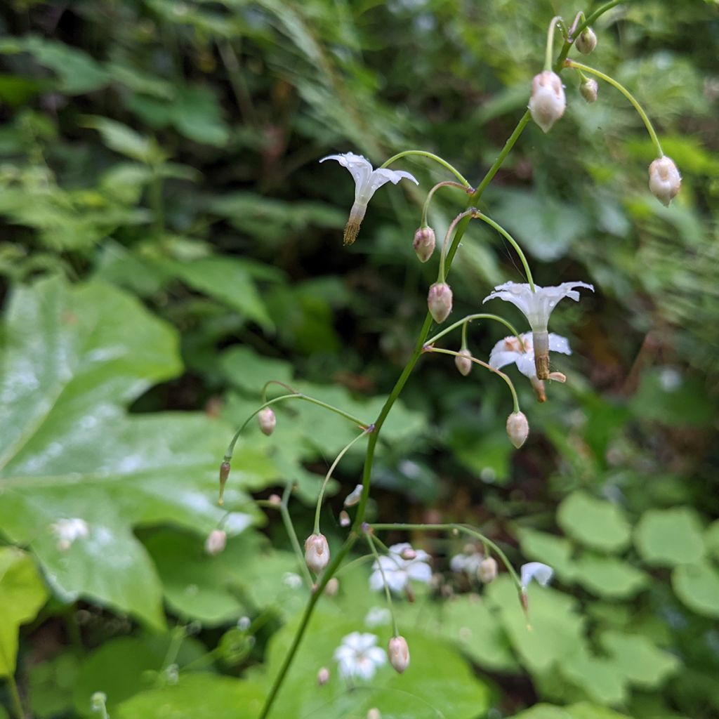 Vancouveria hexandra - Rüsselsternchen