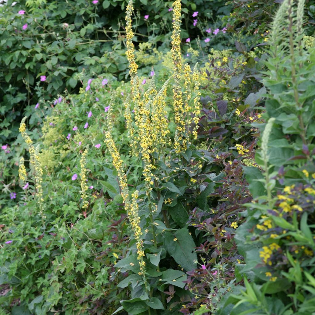Verbascum Cotswold Queen - Königskerze
