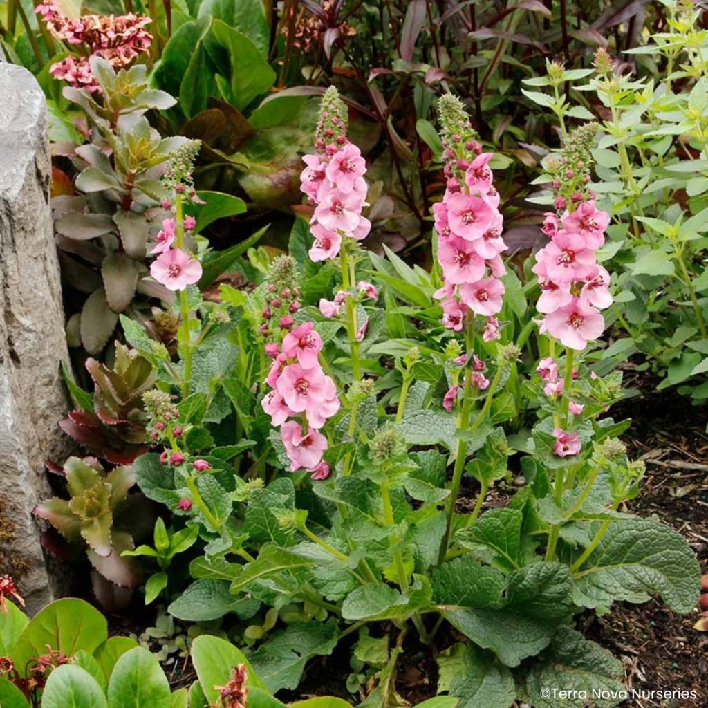 Verbascum Lavender Lass - Königskerze
