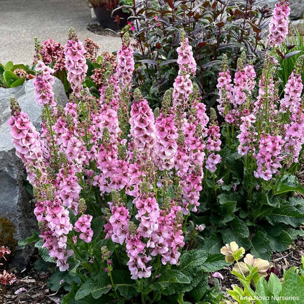 Verbascum Lavender Lass - Königskerze