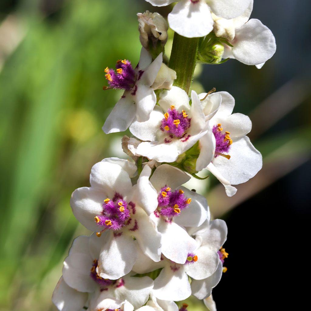 Verbascum chaixii Album - Österreichische Königskerze