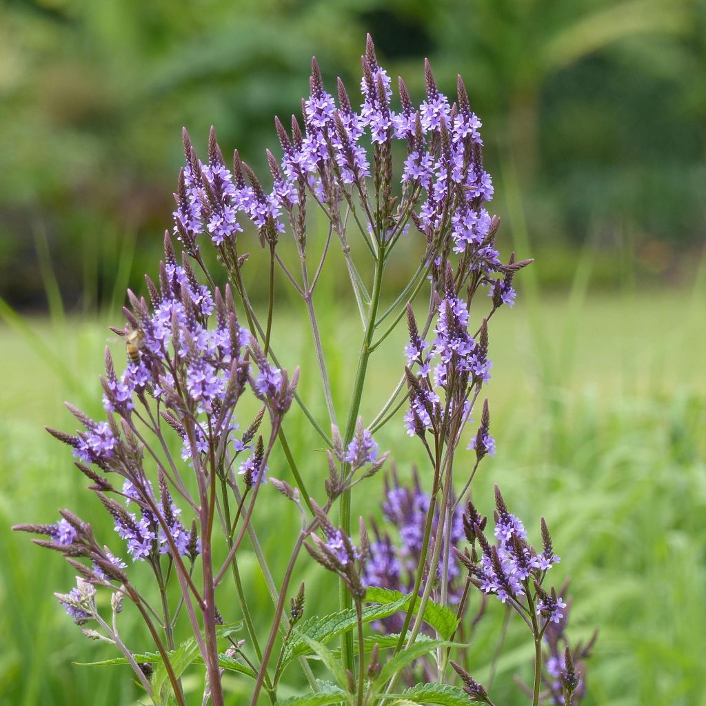 Verbena hastata - Lanzen-Eisenkraut