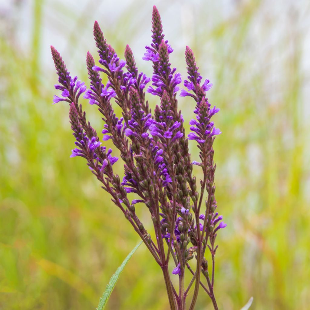 Verbena hastata Blue Spires - Lanzen-Eisenkraut