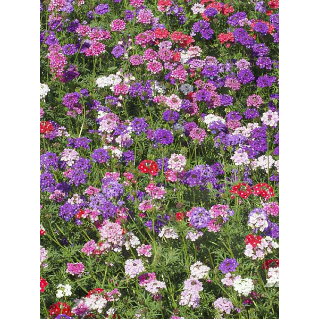 Verbena tenuisecta - Verveine mousse