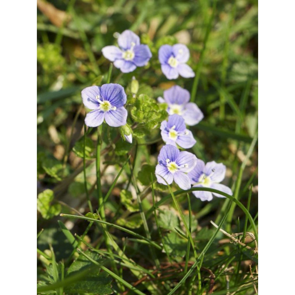 Veronica filiformis - Véronique filiforme