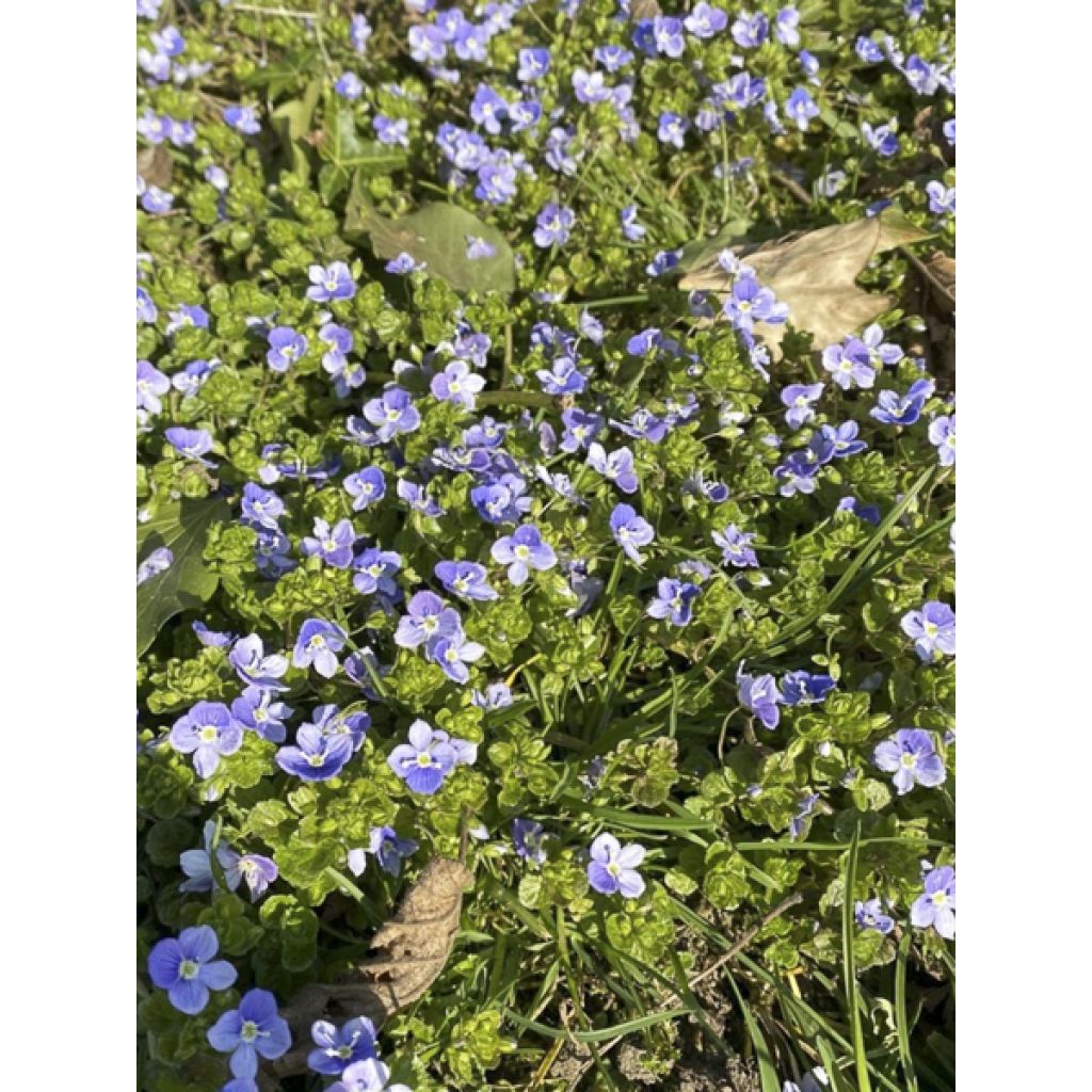 Veronica filiformis - Véronique filiforme