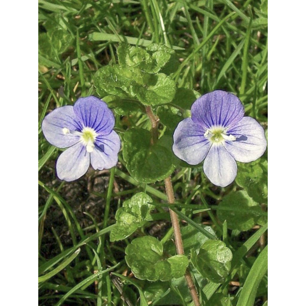 Veronica filiformis - Véronique filiforme