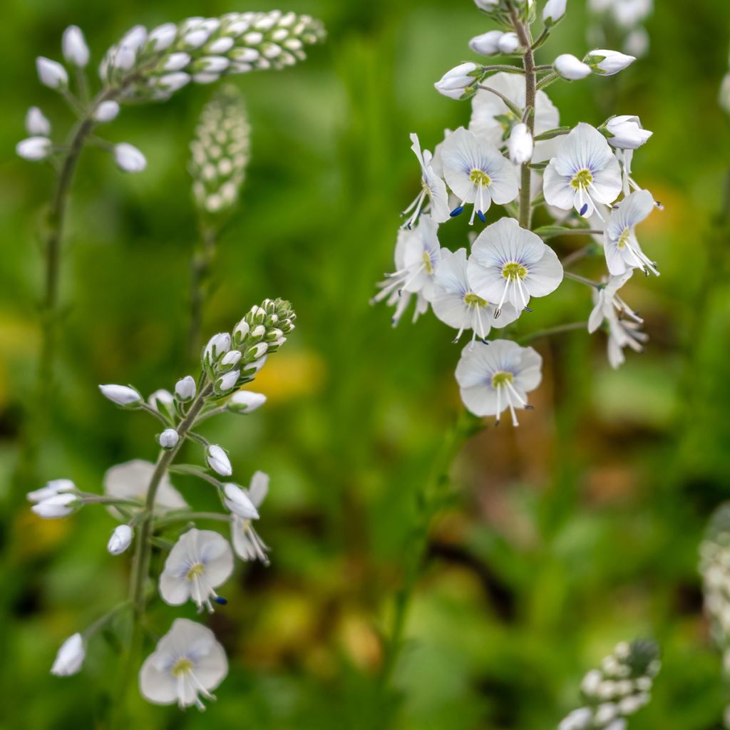 Veronica gentianoides Tissington White - Enzianblättriger Ehrenpreis