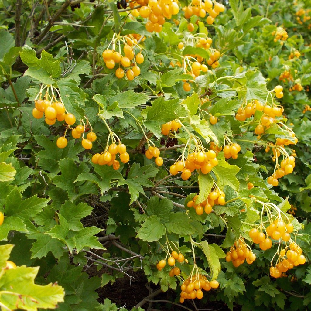 Gewöhnlicher Schneeball Xanthocarpum - Viburnum opulus