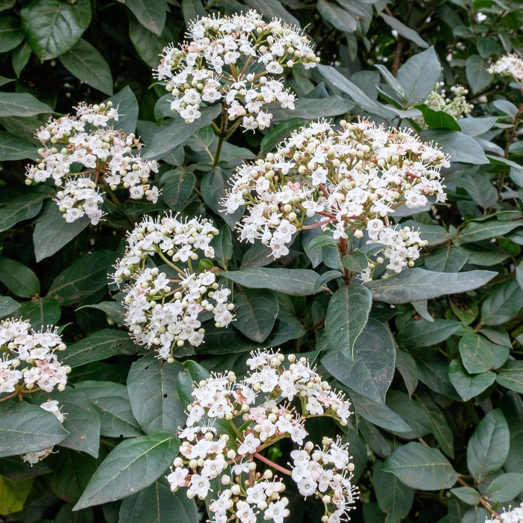 Lorbeerblättriger Schneeball Eve Price - Viburnum tinus