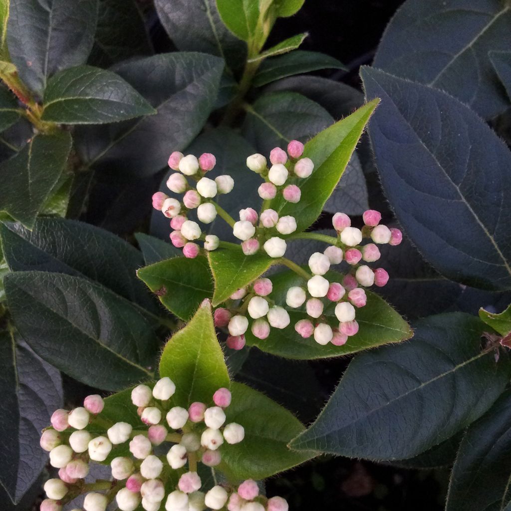 Lorbeerblättriger Schneeball Eve Price - Viburnum tinus