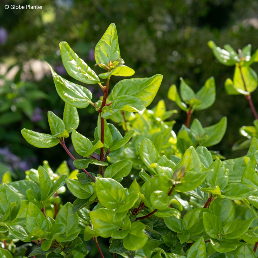 Lorbeerblättriger Schneeball Rock'n Rolla - Viburnum tinus