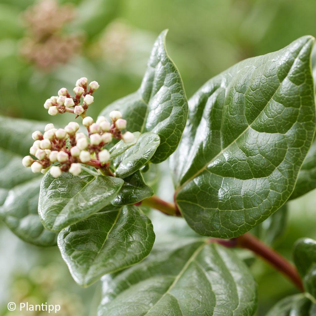 Lorbeerblättriger Schneeball Rock'n Rolla - Viburnum tinus