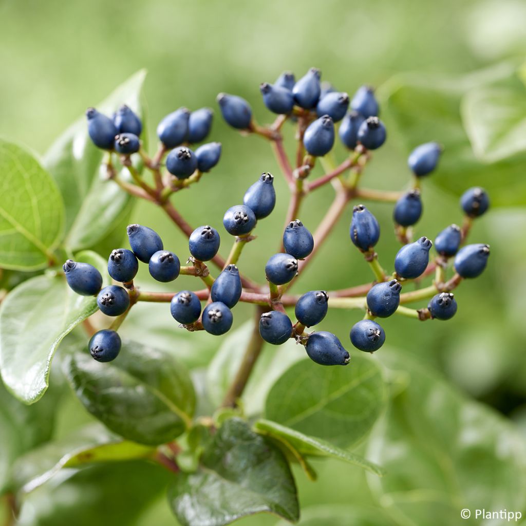 Lorbeerblättriger Schneeball Rock'n Rolla - Viburnum tinus