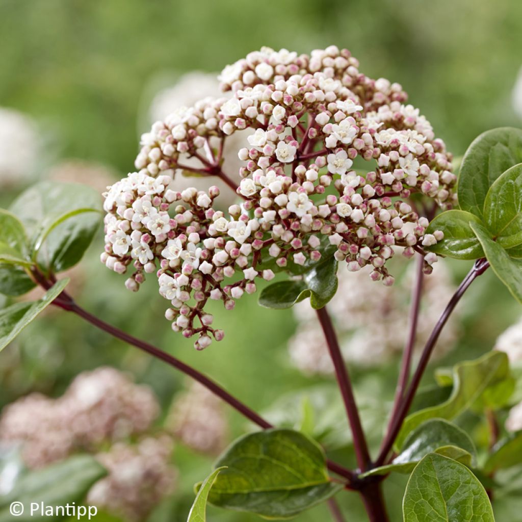 Lorbeerblättriger Schneeball Rock'n Rolla - Viburnum tinus