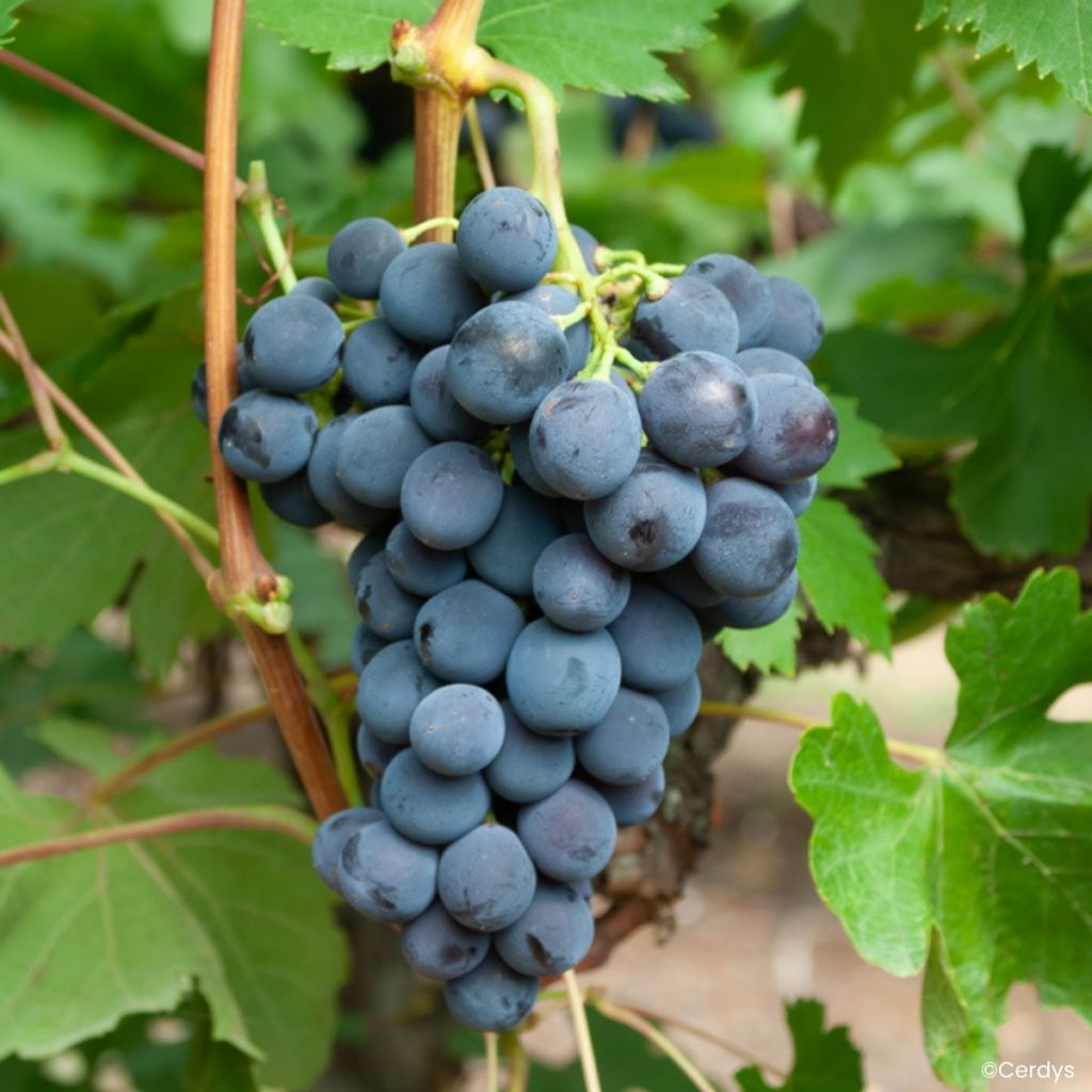 Weinrebe Galante