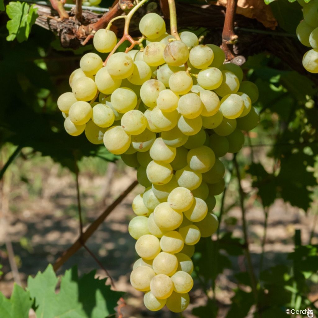 Weinrebe Garant