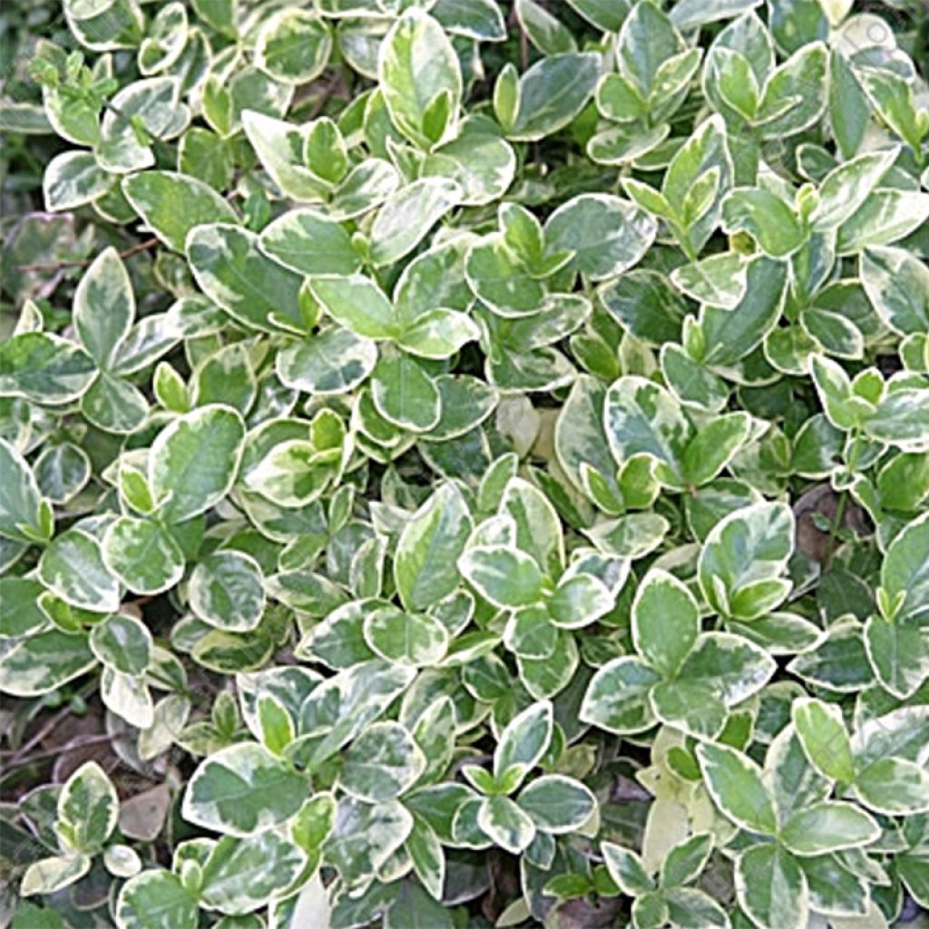 Kleines Immergrün Argenteovariegata - Vinca minor