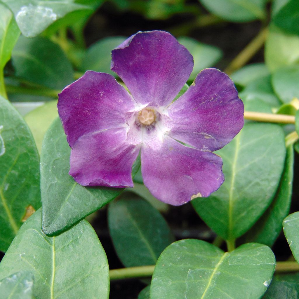 Kleines Immergrün Atropurpurea - Vinca minor