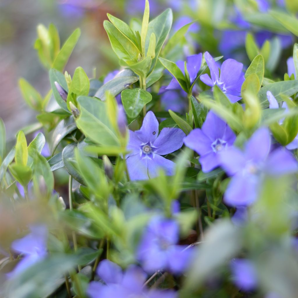 Vinca minor - Kleines Immergrün