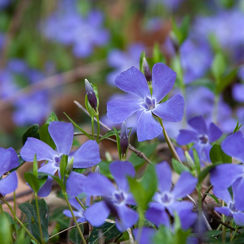 Vinca minor - Kleines Immergrün
