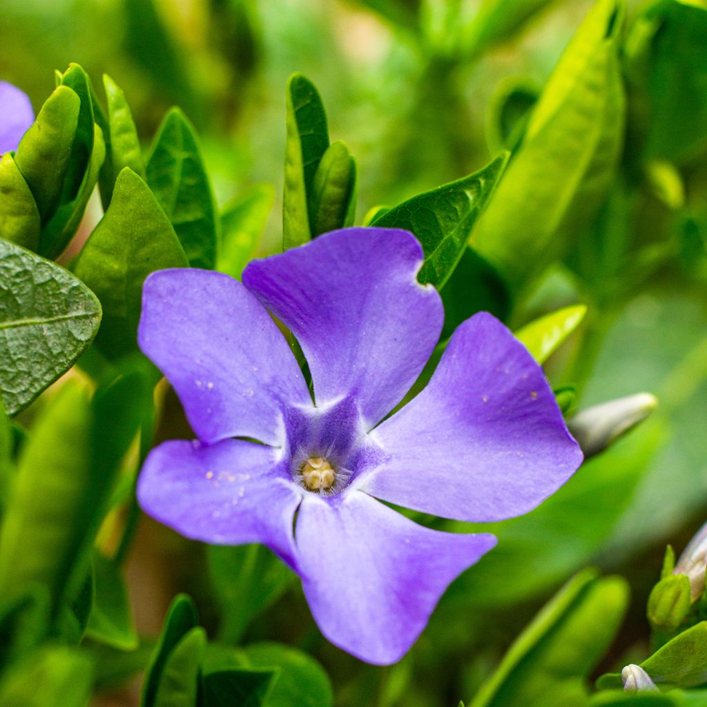 Vinca minor - Kleines Immergrün