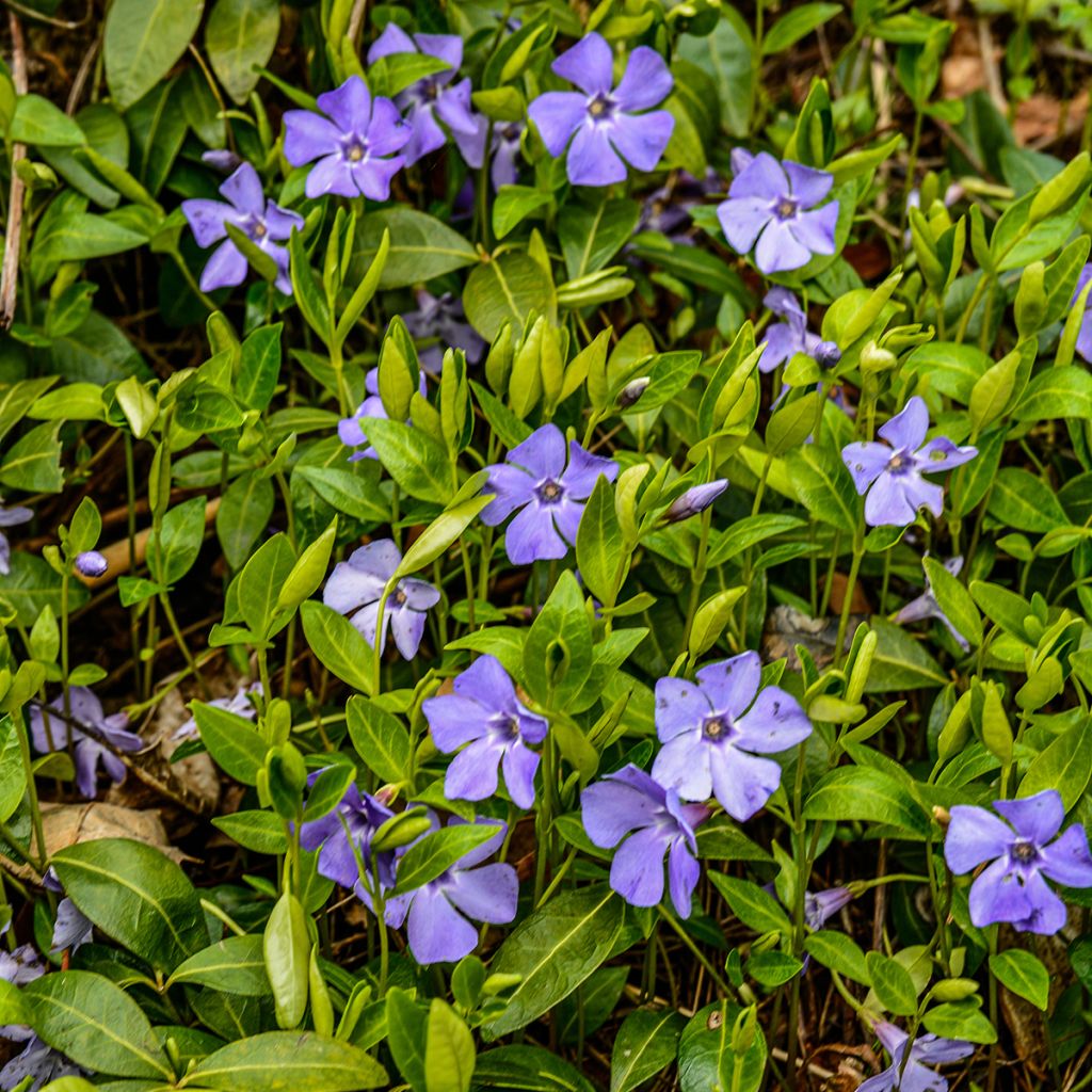 Vinca minor - Kleines Immergrün