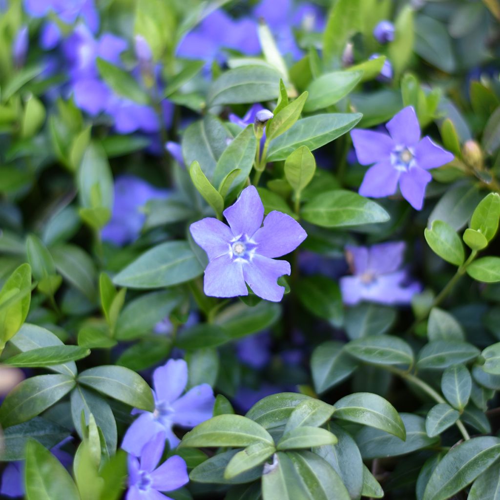 Vinca minor - Kleines Immergrün
