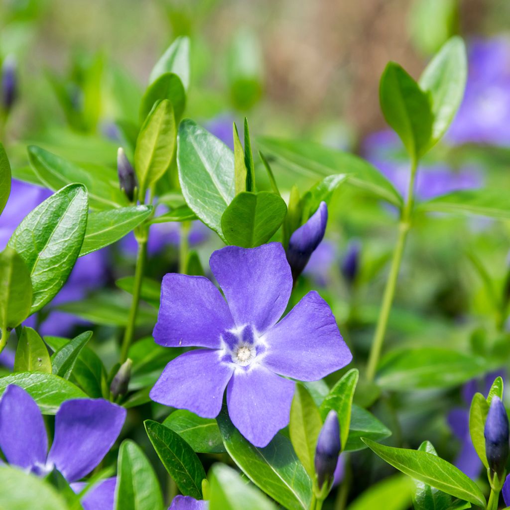 Vinca minor - Kleines Immergrün