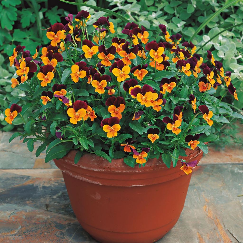 Horn-Veilchen Callisto F1 Orange Purple Wing