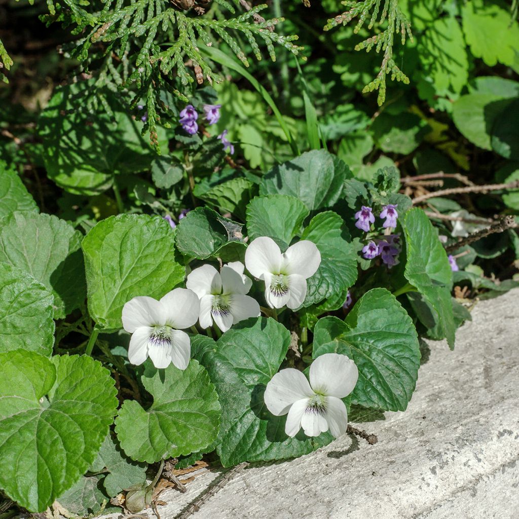 Viola odorata Alba - März-Veilchen