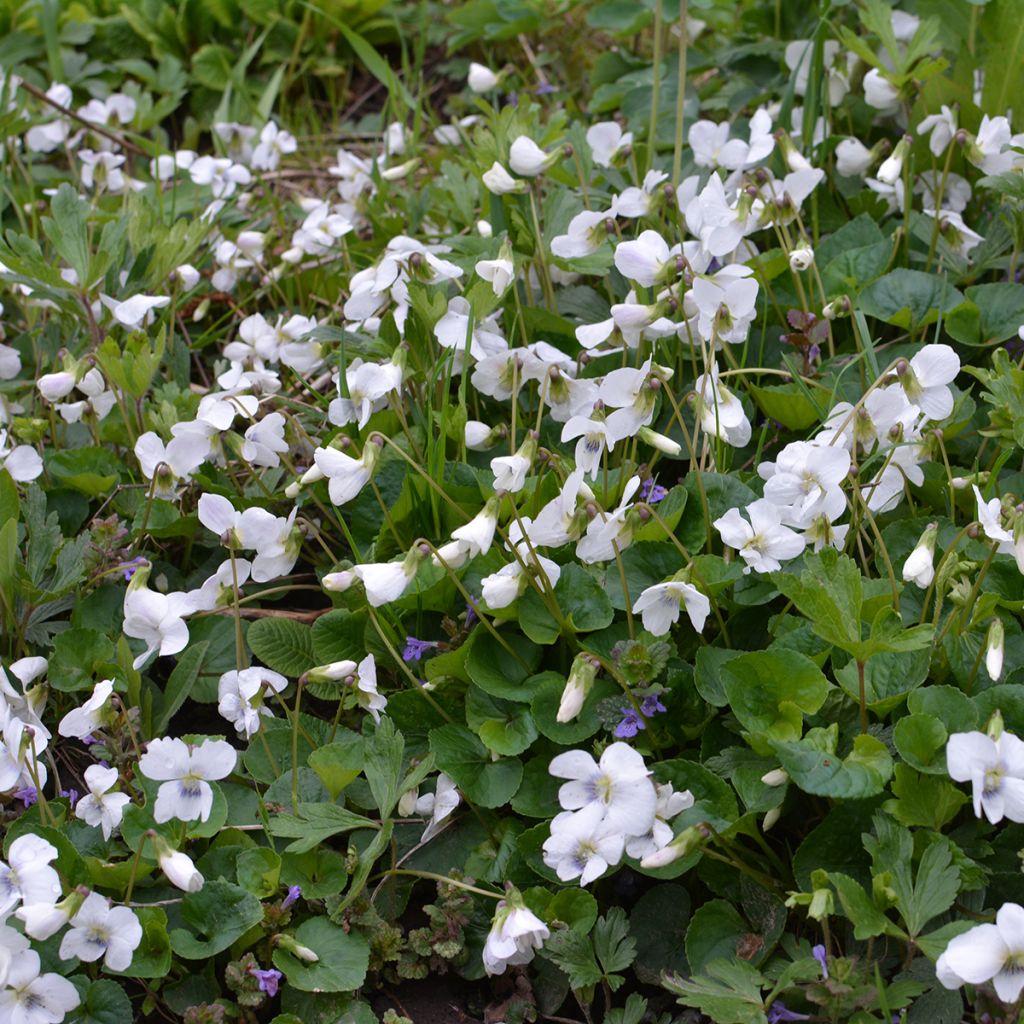 Viola odorata Alba - März-Veilchen