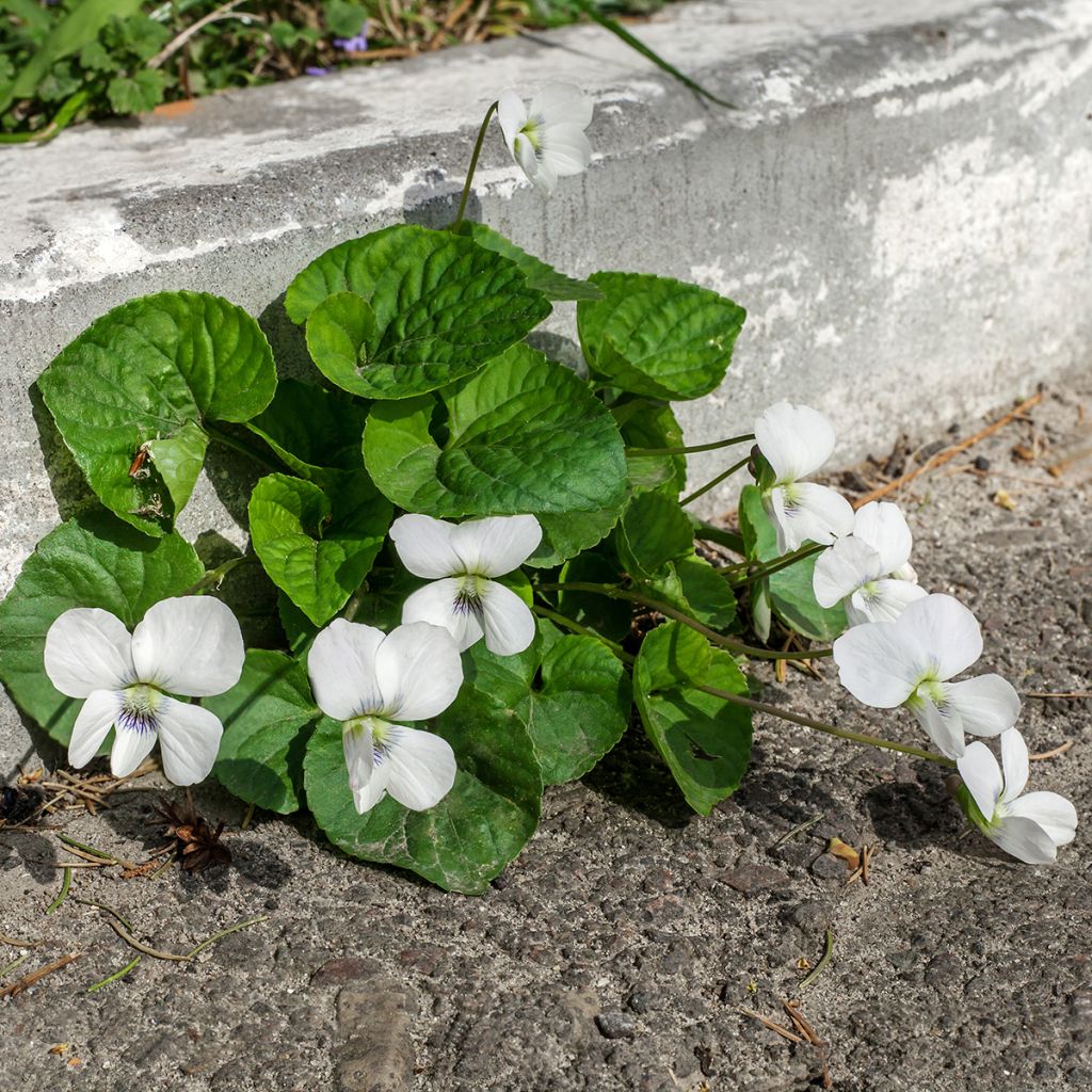 Viola odorata Alba - März-Veilchen