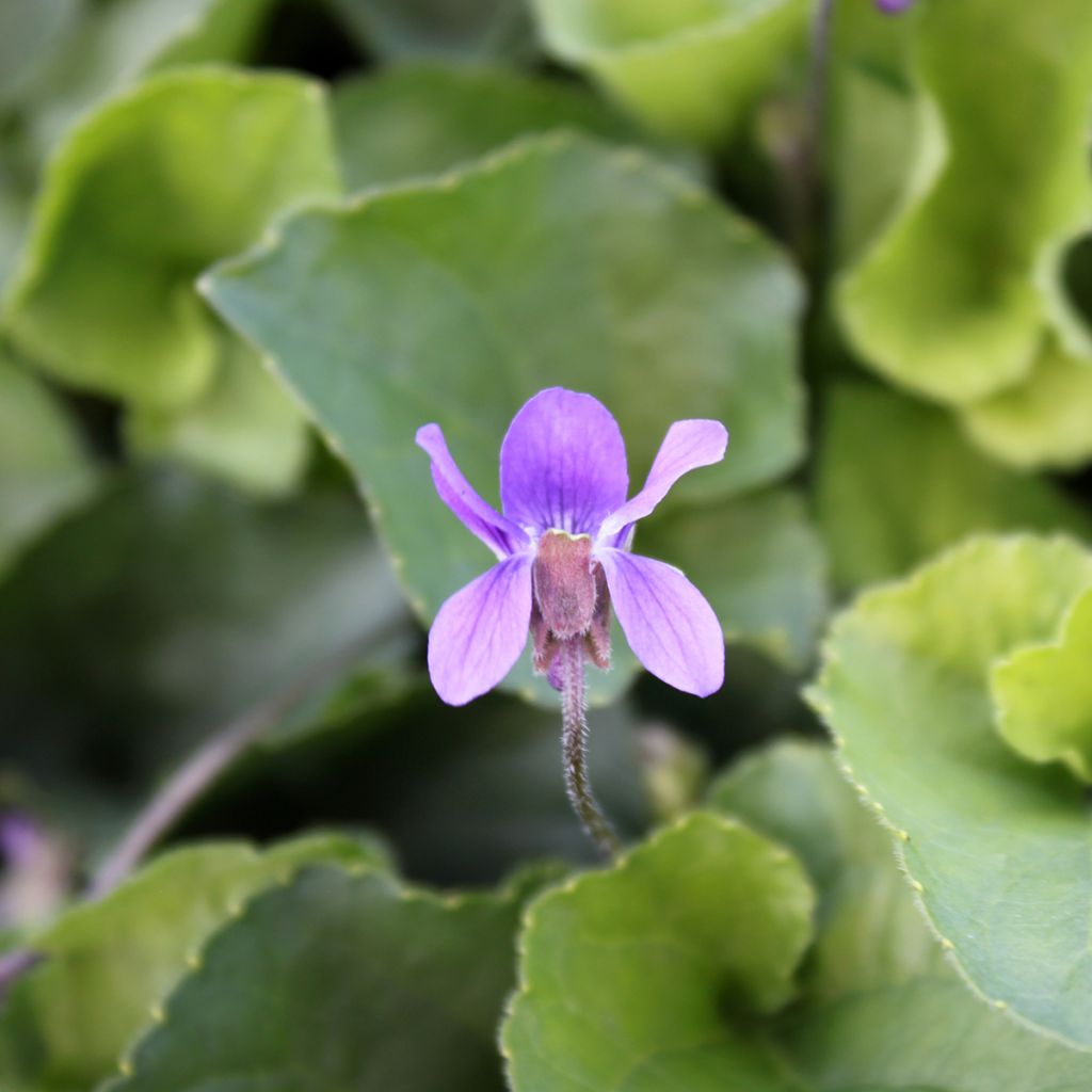 Viola odorata Königin Charlotte - März-Veilchen